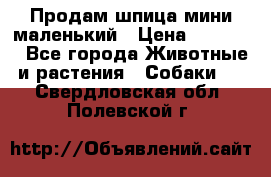 Продам шпица мини маленький › Цена ­ 15 000 - Все города Животные и растения » Собаки   . Свердловская обл.,Полевской г.